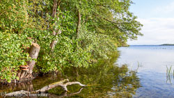 Schwerin 2017 bis 2020
 Hero