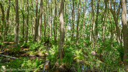 Schwerin 2017 bis 2020
 Hero