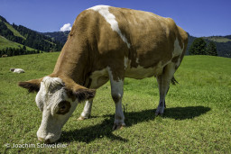 Kuh_DSC3966-Bearbeitet_DxO.jpg